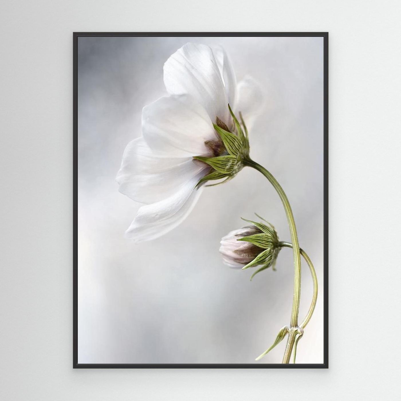 Heavenly Cosmos by Mandy Disher
