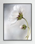 Heavenly Cosmos by Mandy Disher
