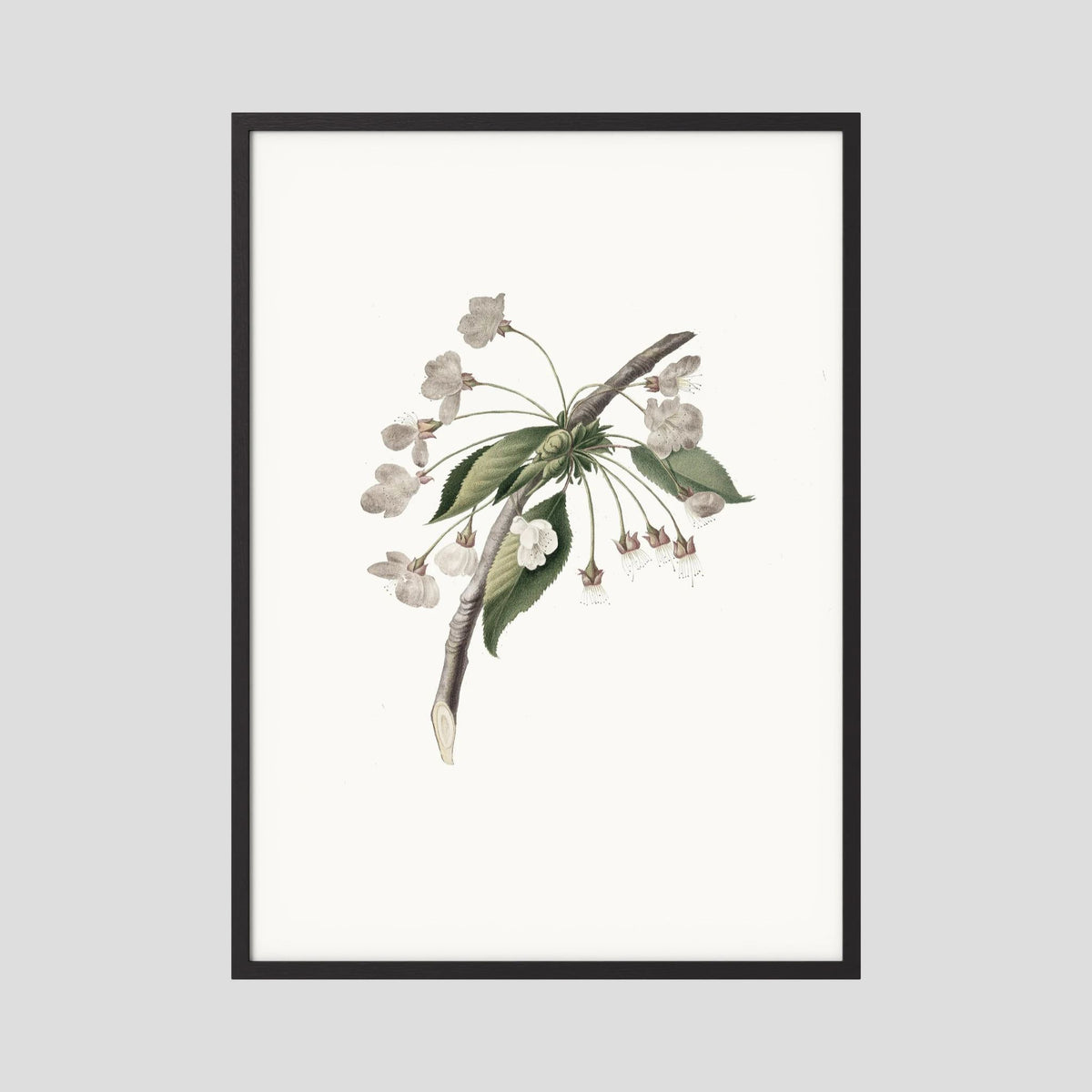 Delicate White Botanical Study Vintage Wall Art Print Black Wood No border