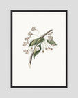 Delicate White Botanical Study Vintage Wall Art Print Black Wood No border