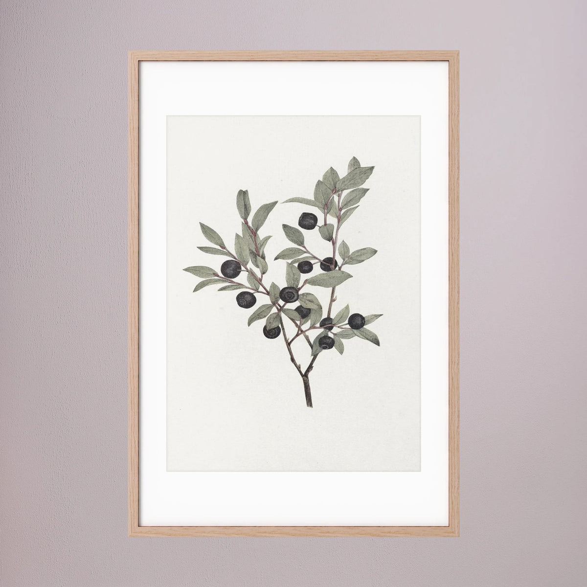 Olive Branch Botanical Study Vintage Wall Art Print Oak Nature White