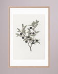 Olive Branch Botanical Study Vintage Wall Art Print Oak Nature White