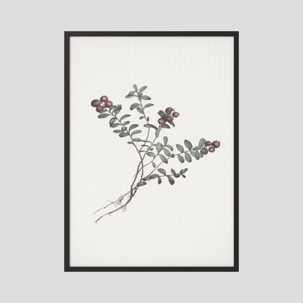 Red Berry Botanical Study Vintage Wall Art Print Black Wood No border