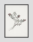 Red Berry Botanical Study Vintage Wall Art Print Black Wood No border