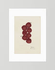 Vintage Red Plum Botanical Art Print