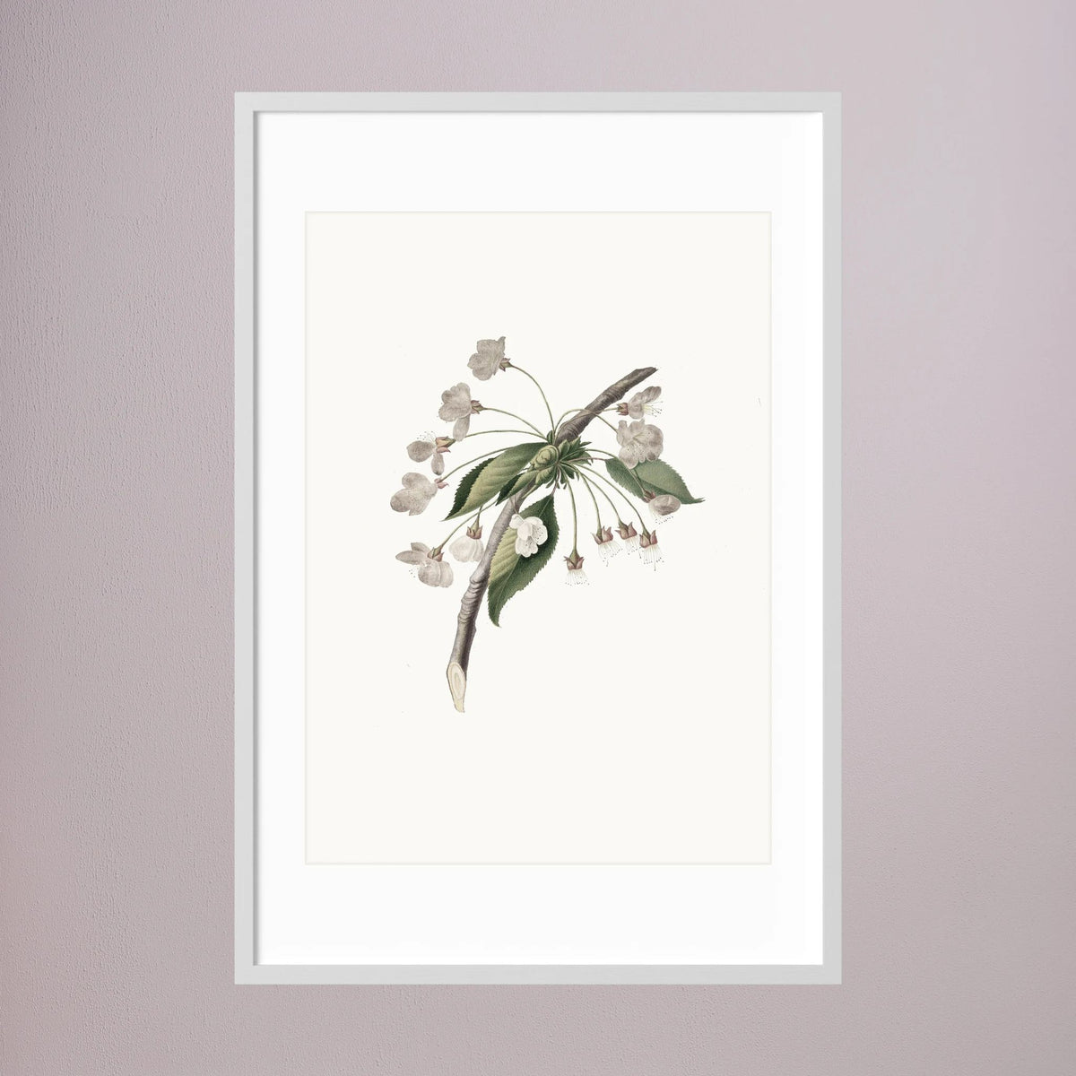 Delicate White Botanical Study Vintage Wall Art Print White Wood White