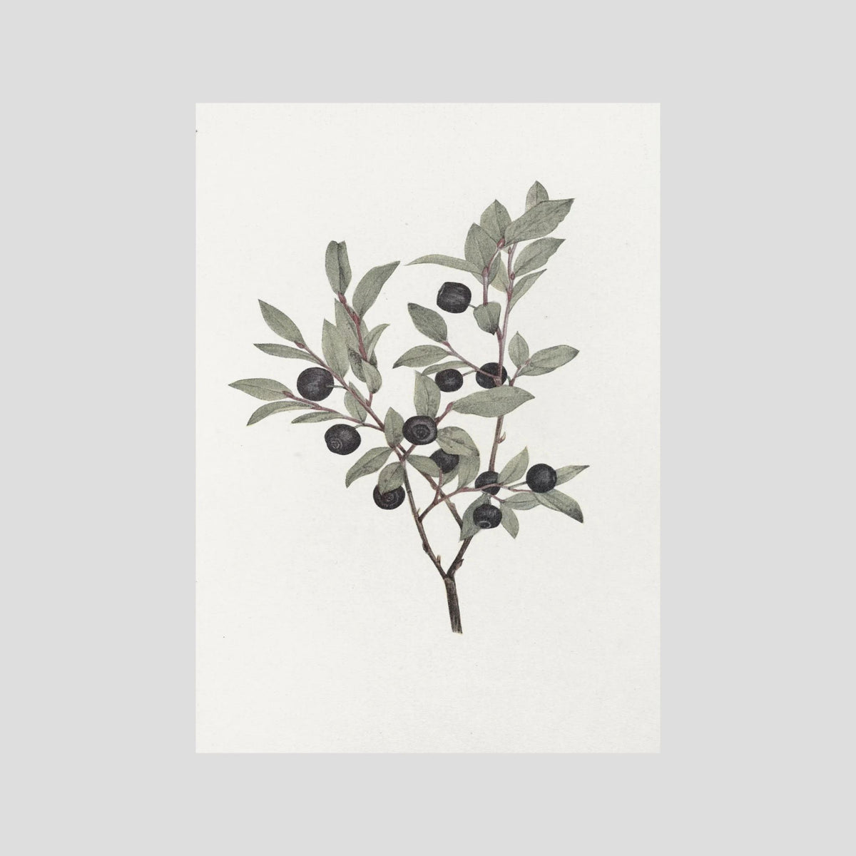 Olive Branch Botanical Study Vintage Wall Art Print No Frame No border