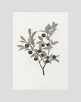 Olive Branch Botanical Study Vintage Wall Art Print No Frame No border
