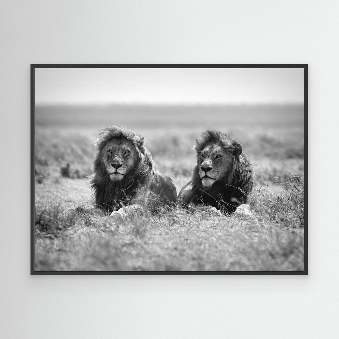 Two kings by Nicolás Merino