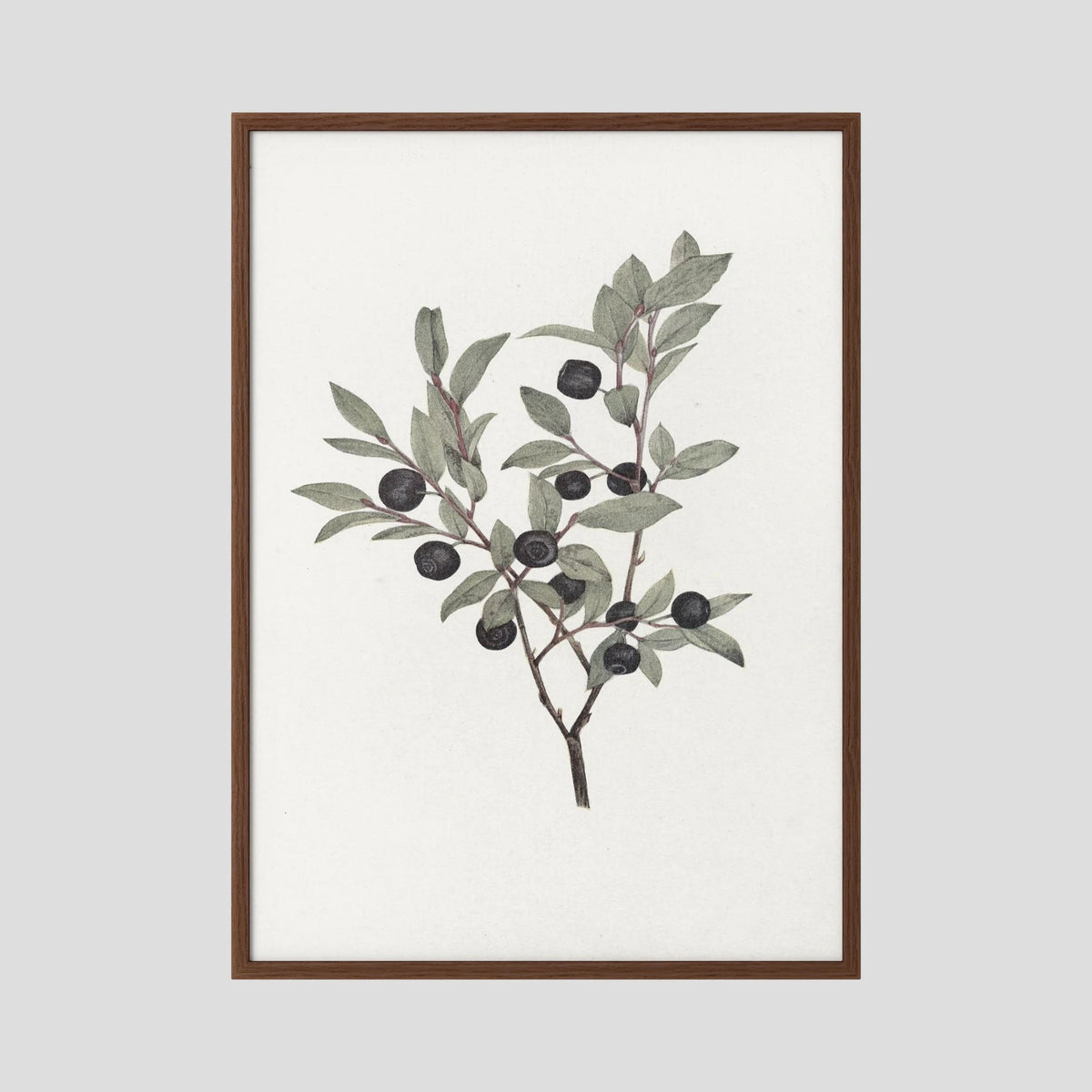 Olive Branch Botanical Study Vintage Wall Art Print Oak Dark No border