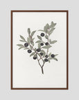 Olive Branch Botanical Study Vintage Wall Art Print Oak Dark No border