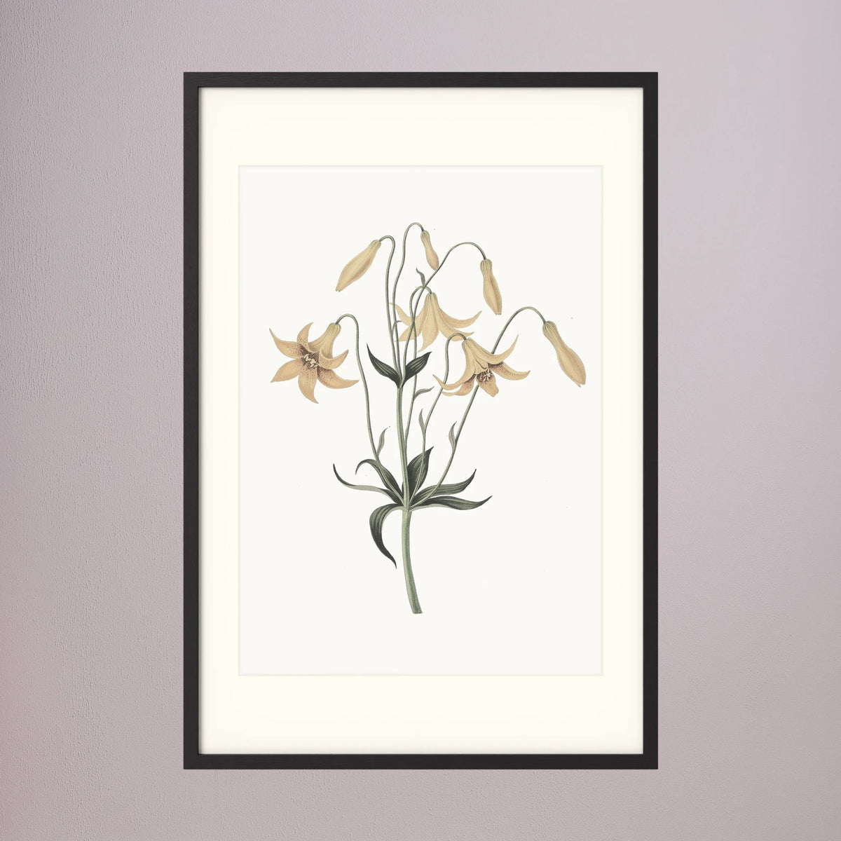 White Wildflower Botanical Study Vintage Wall Art Print Black Wood Freja