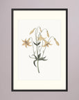 White Wildflower Botanical Study Vintage Wall Art Print Black Wood Freja