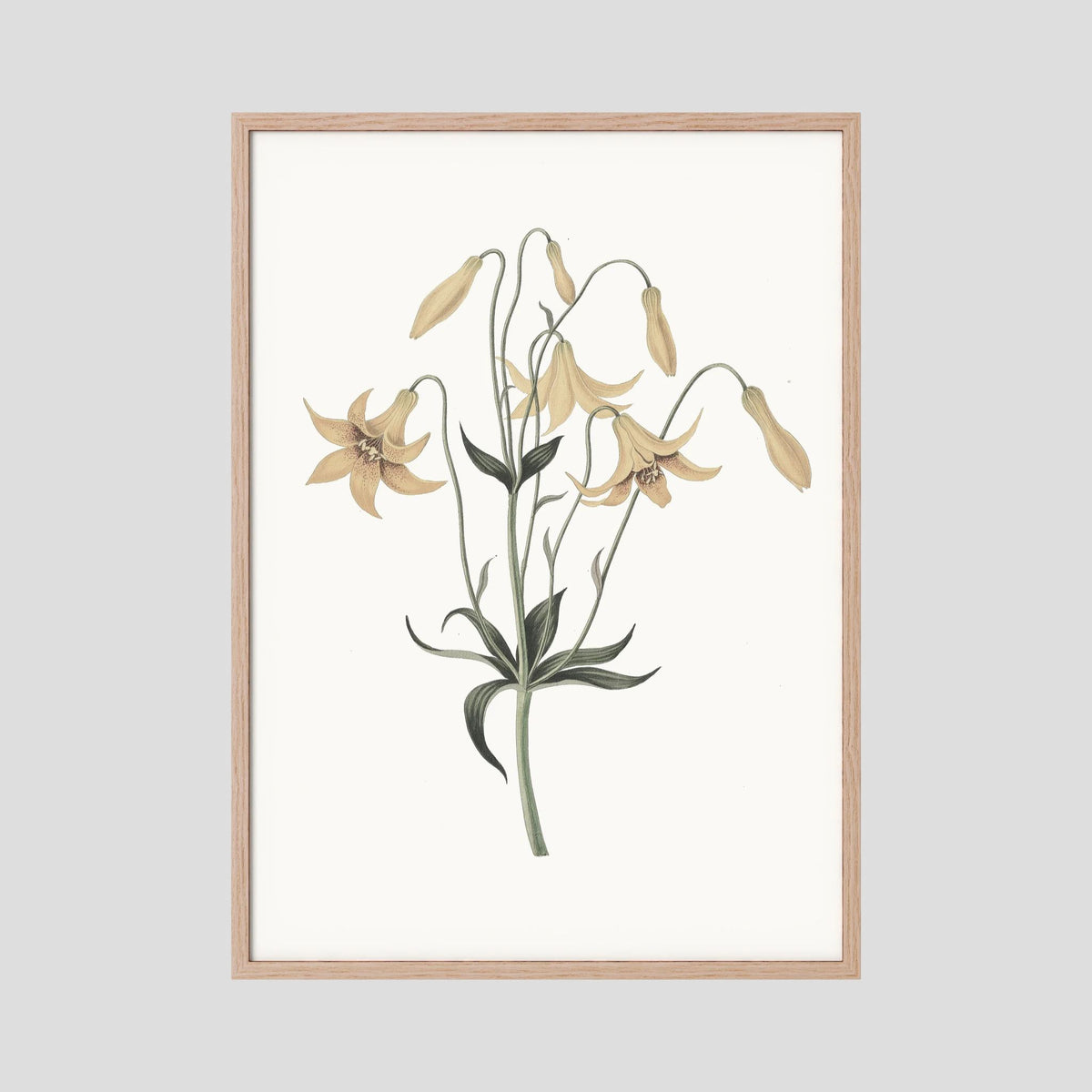 White Wildflower Botanical Study Vintage Wall Art Print Oak Nature No border