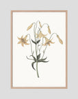White Wildflower Botanical Study Vintage Wall Art Print Oak Nature No border