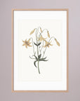 White Wildflower Botanical Study Vintage Wall Art Print Oak Nature White