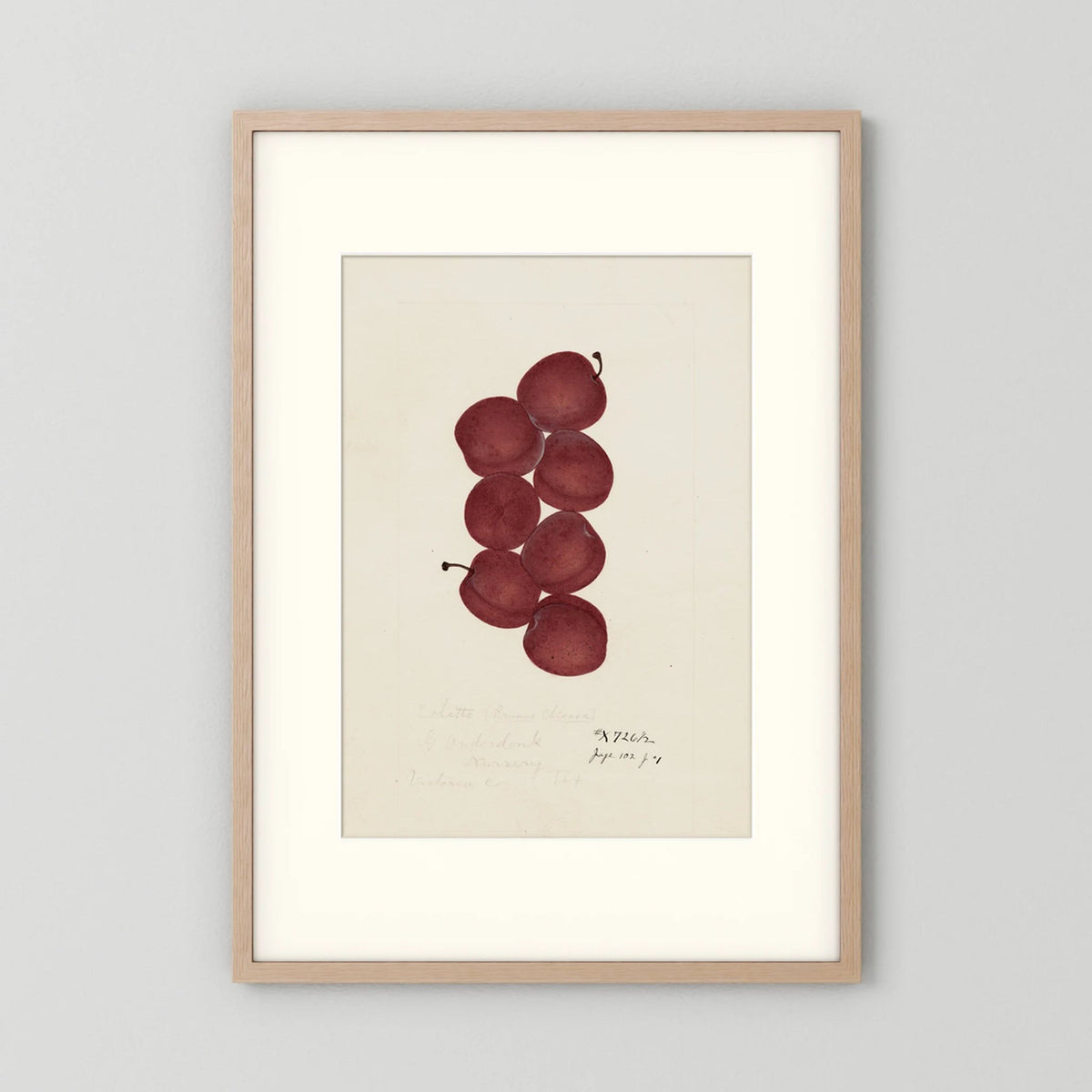 Vintage Red Plum Botanical Art Print