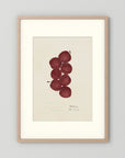 Vintage Red Plum Botanical Art Print