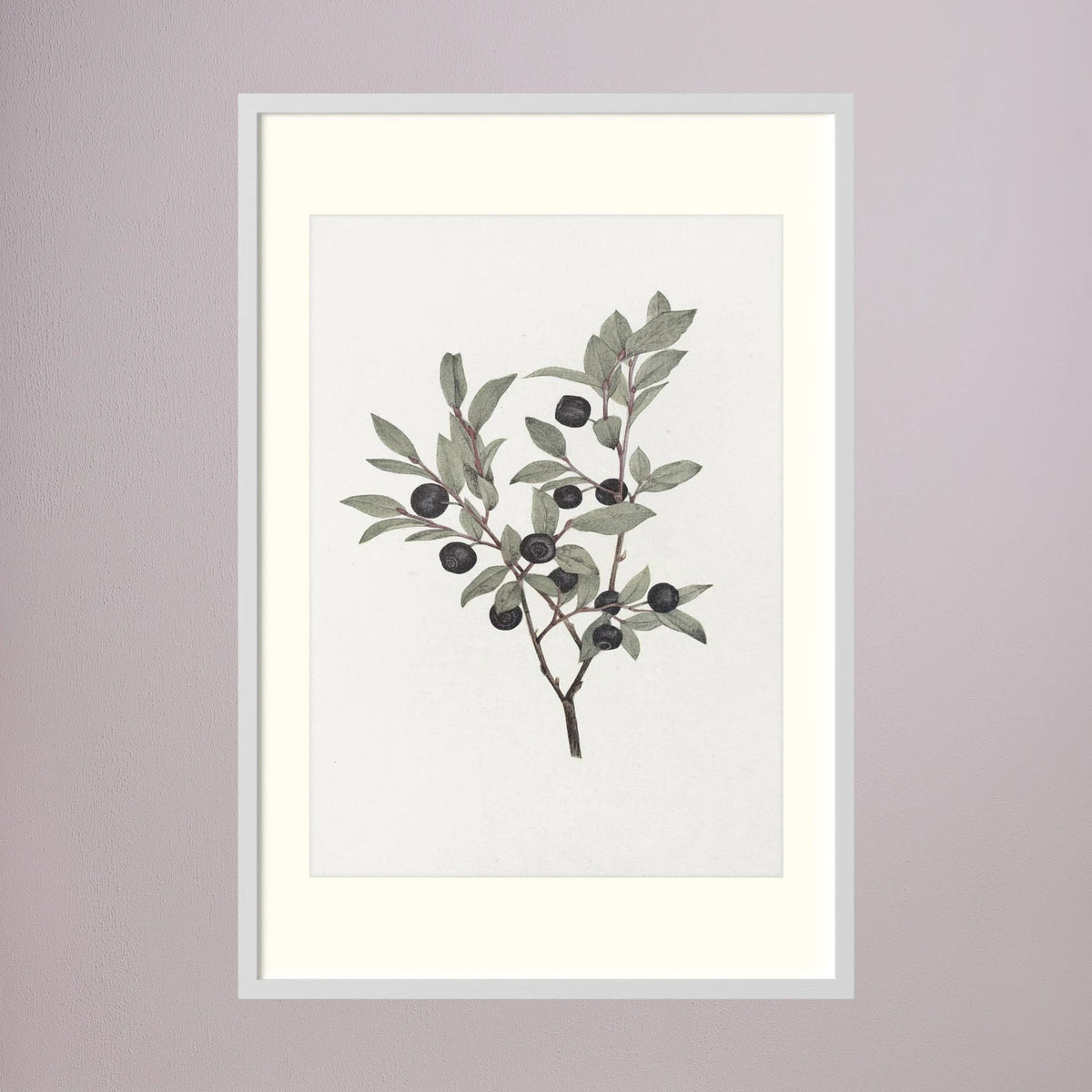 Olive Branch Botanical Study Vintage Wall Art Print White Wood Freja