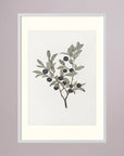 Olive Branch Botanical Study Vintage Wall Art Print White Wood Freja