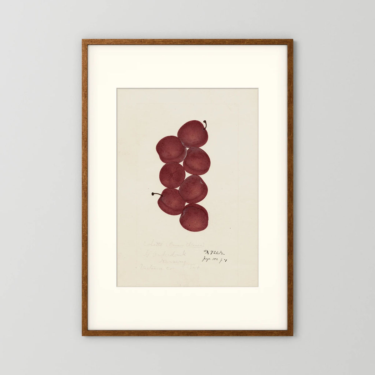 Vintage Red Plum Botanical Art Print