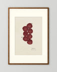 Vintage Red Plum Botanical Art Print