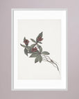 Pink Botanical Branch Study Vintage Wall Art Print White Wood White