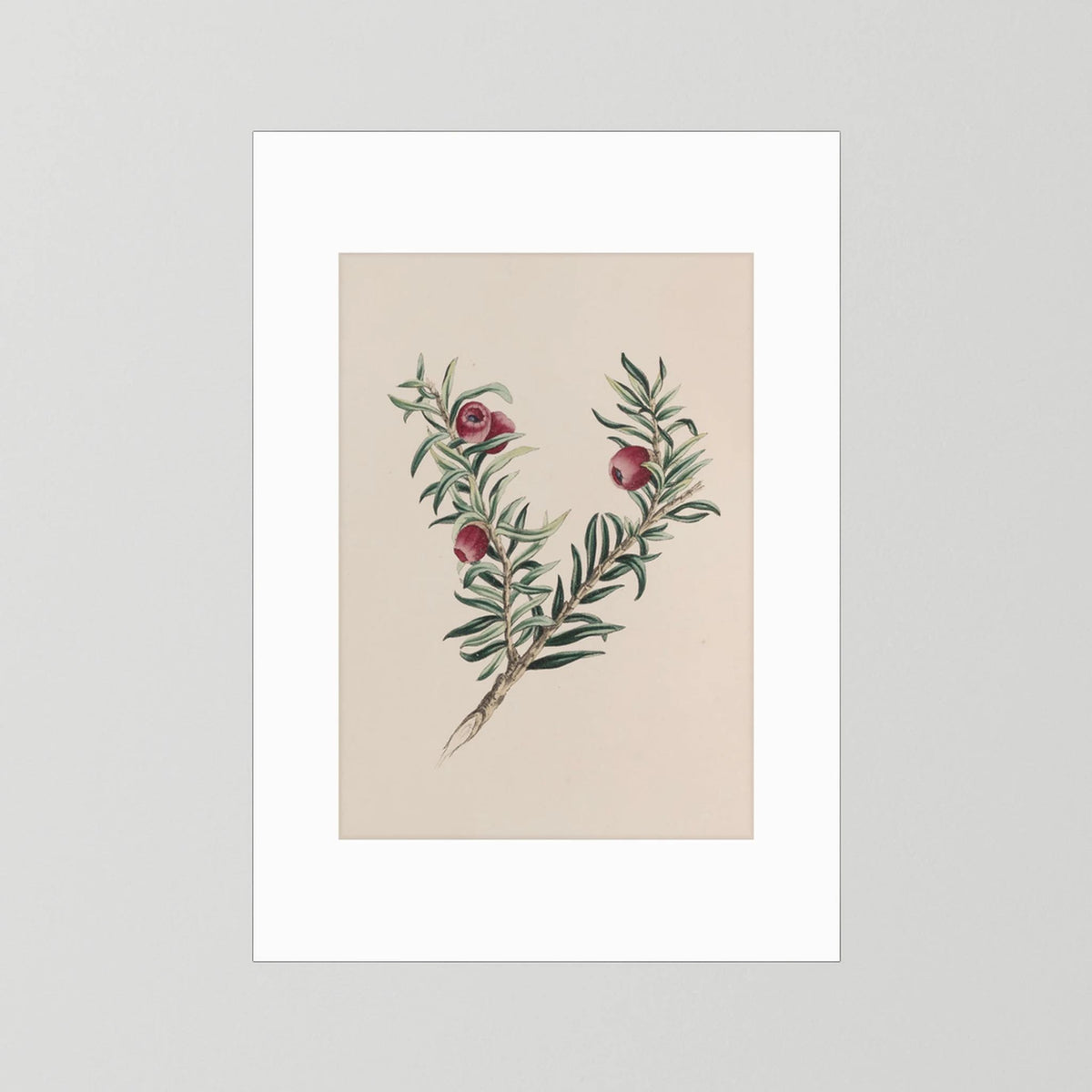 Vintage Red Berry Botanical Art Print