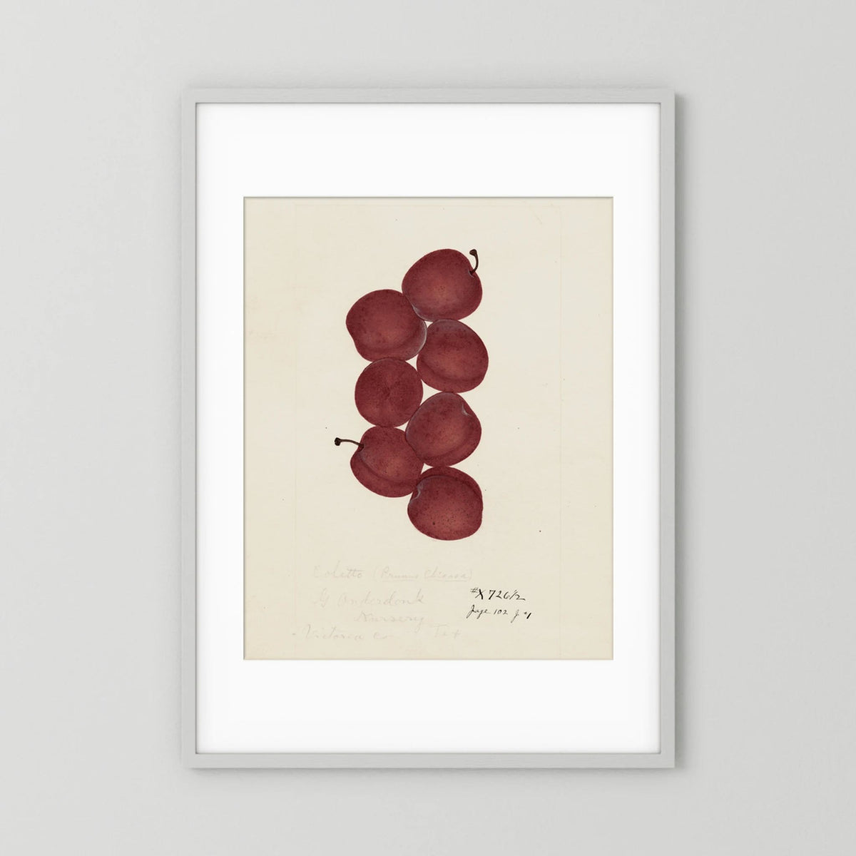 Vintage Red Plum Botanical Art Print