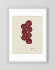 Vintage Red Plum Botanical Art Print