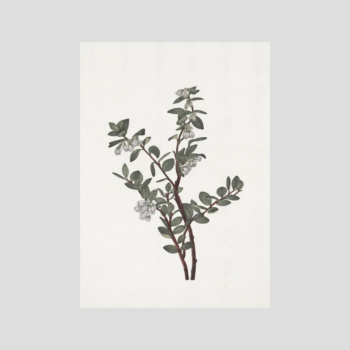 Green Berry Botanical Study Vintage Wall Art Print