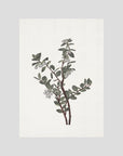 Green Berry Botanical Study Vintage Wall Art Print