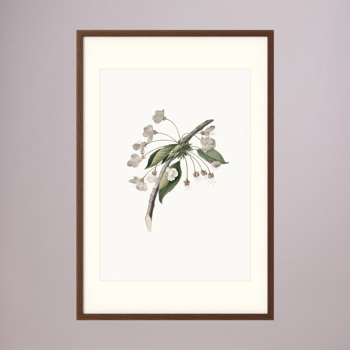 Delicate White Botanical Study Vintage Wall Art Print Oak Dark Freja
