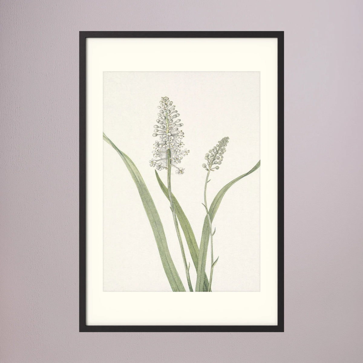 White Hyacinth Botanical Study Vintage Wall Art Print Black Wood Freja