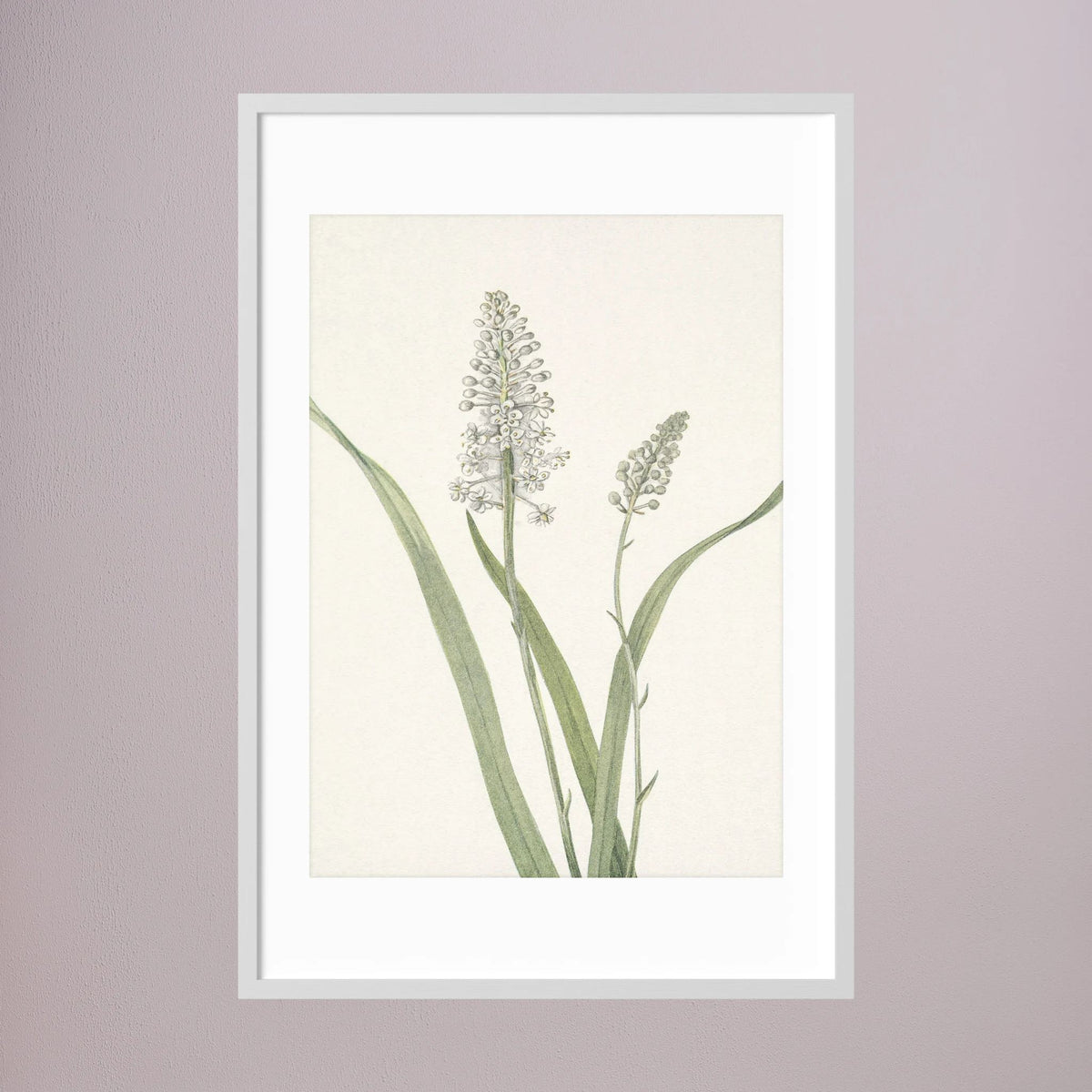 White Hyacinth Botanical Study Vintage Wall Art Print White Wood White