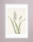 White Hyacinth Botanical Study Vintage Wall Art Print White Wood White