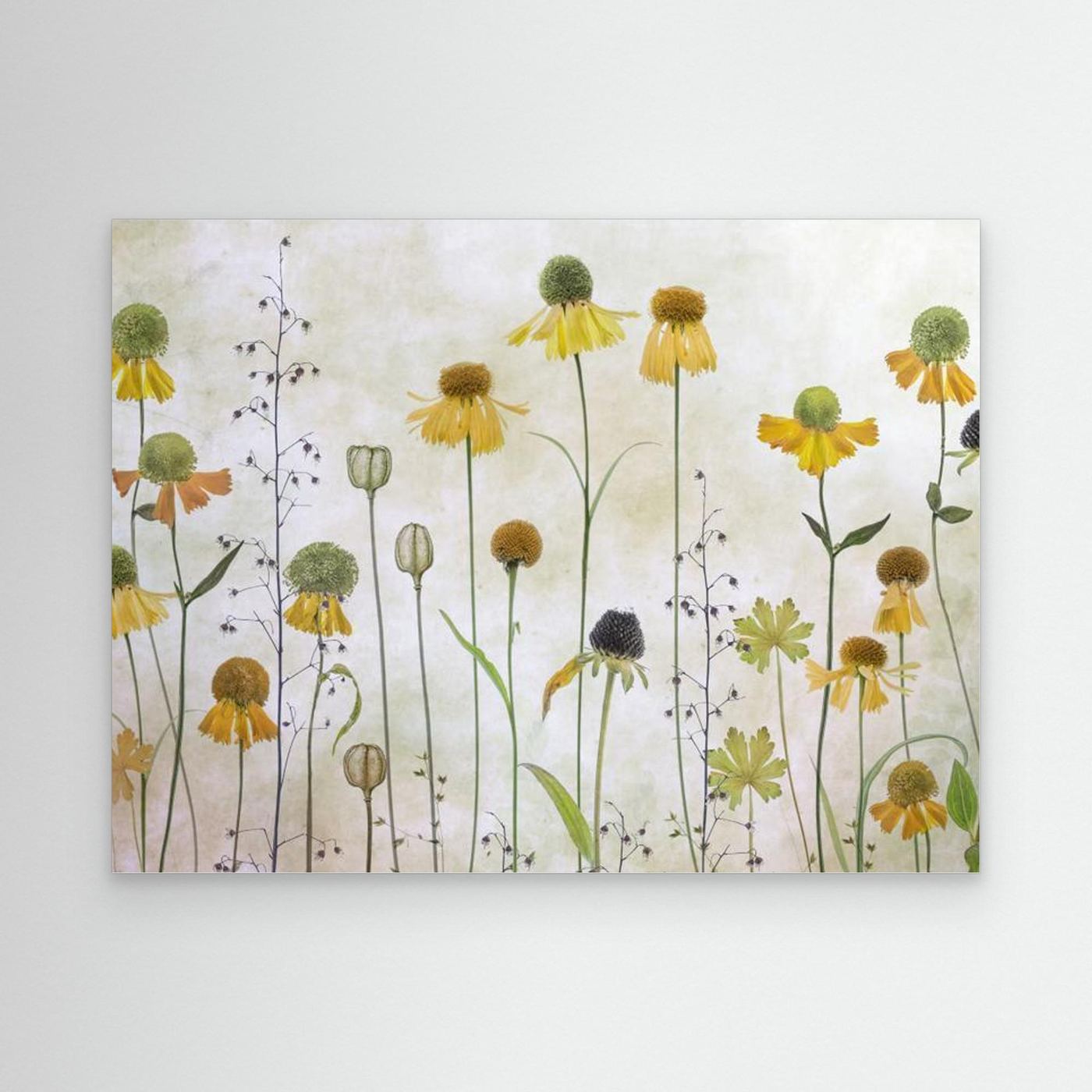 Helenium by Mandy Disher