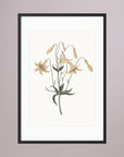 White Wildflower Botanical Study Vintage Wall Art Print Black Wood White