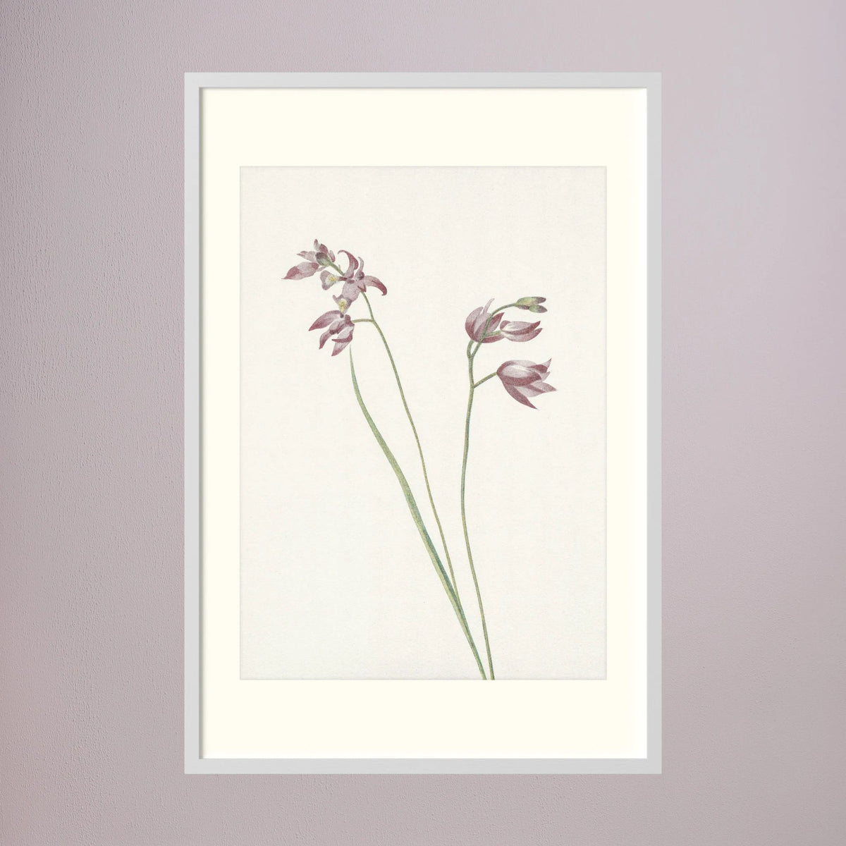 Pink Wildflower Botanical Study Vintage Wall Art Print White Wood Freja