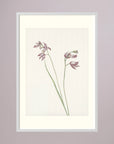 Pink Wildflower Botanical Study Vintage Wall Art Print White Wood Freja
