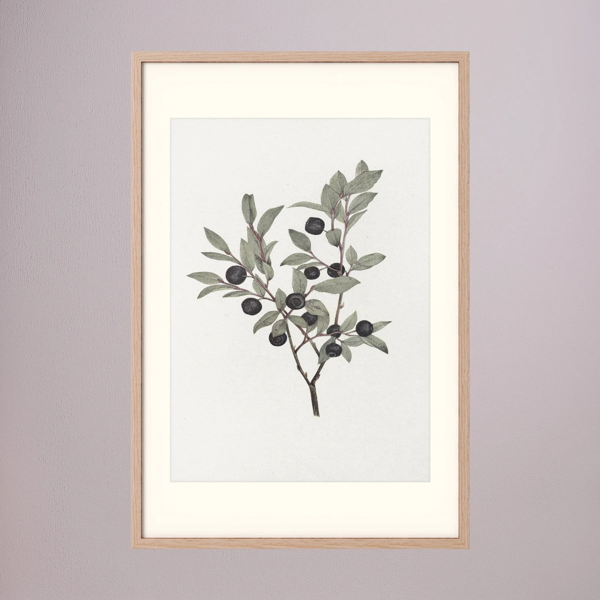 Olive Branch Botanical Study Vintage Wall Art Print Oak Nature Freja