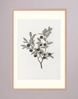 Olive Branch Botanical Study Vintage Wall Art Print Oak Nature Freja