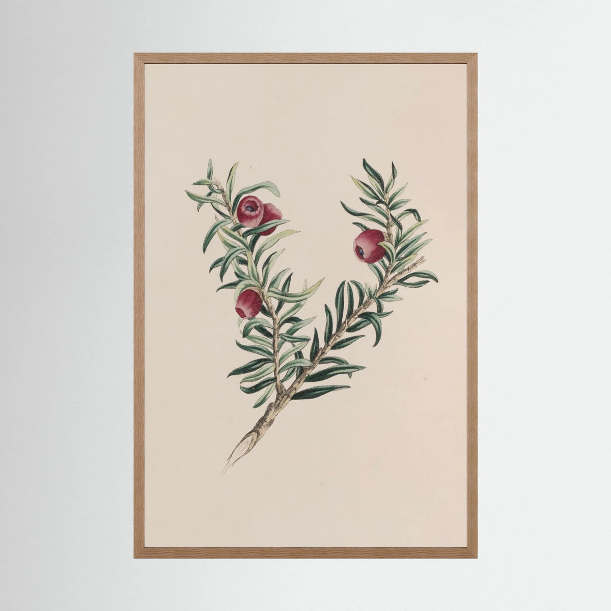Vintage Red Berry Botanical Art Print