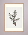 Green Berry Botanical Study Vintage Wall Art Print