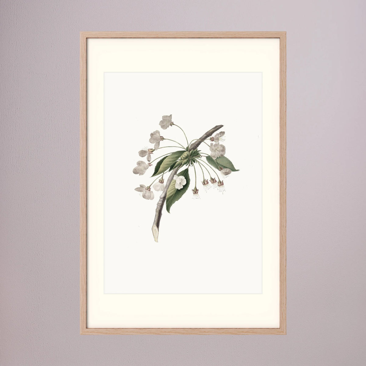 Delicate White Botanical Study Vintage Wall Art Print Oak Nature Freja