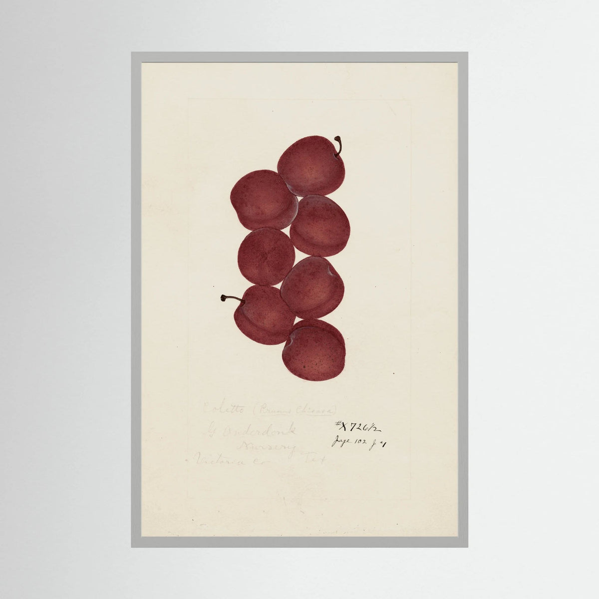 Vintage Red Plum Botanical Art Print