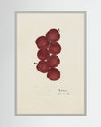 Vintage Red Plum Botanical Art Print