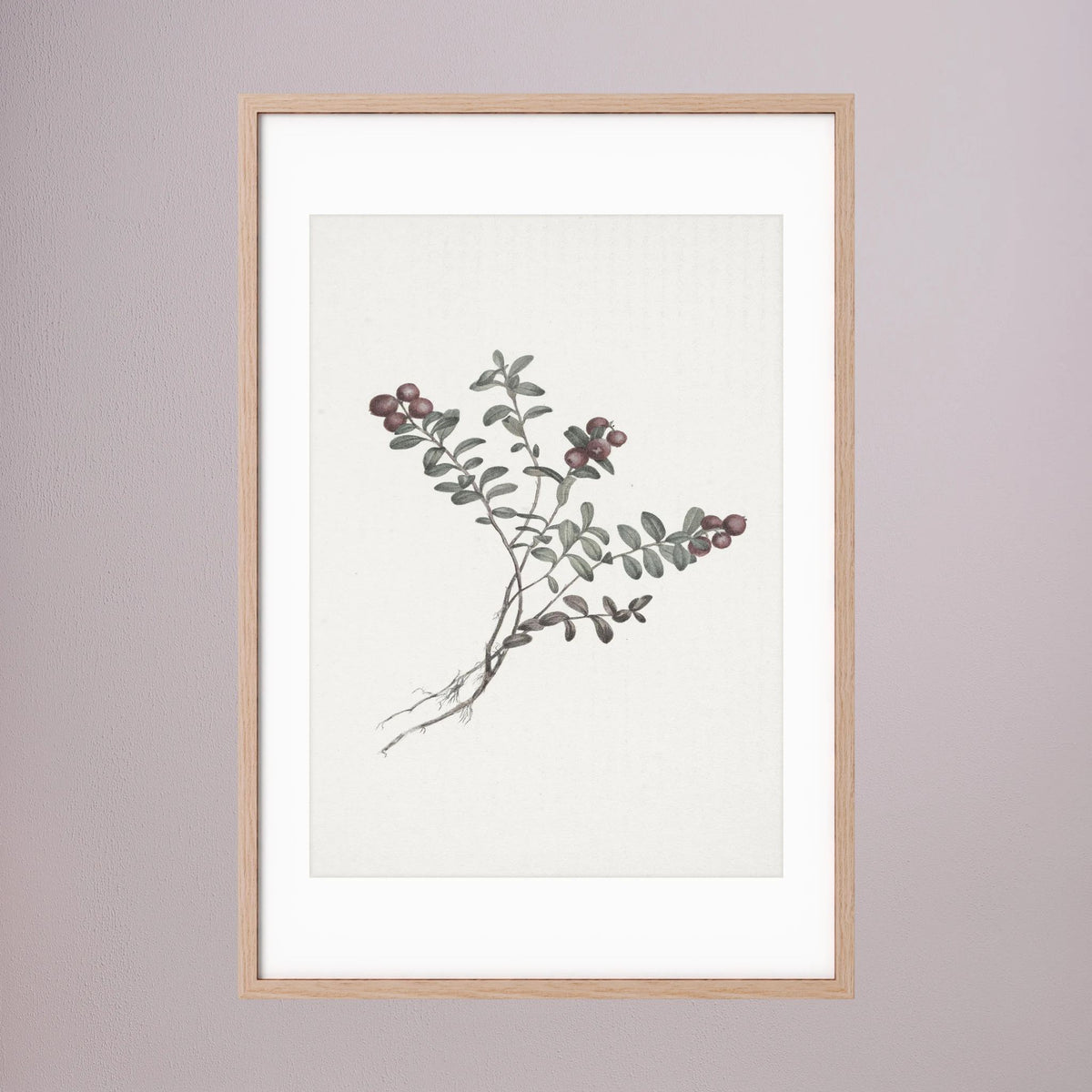 Red Berry Botanical Study Vintage Wall Art Print Oak Nature White