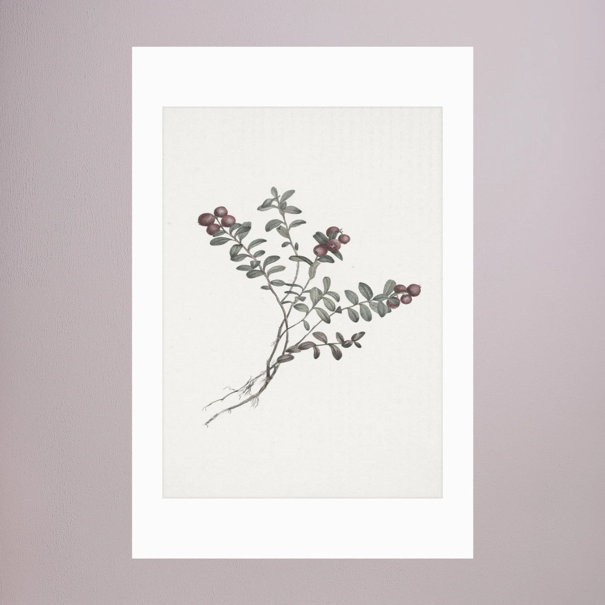 Red Berry Botanical Study Vintage Wall Art Print No Frame White