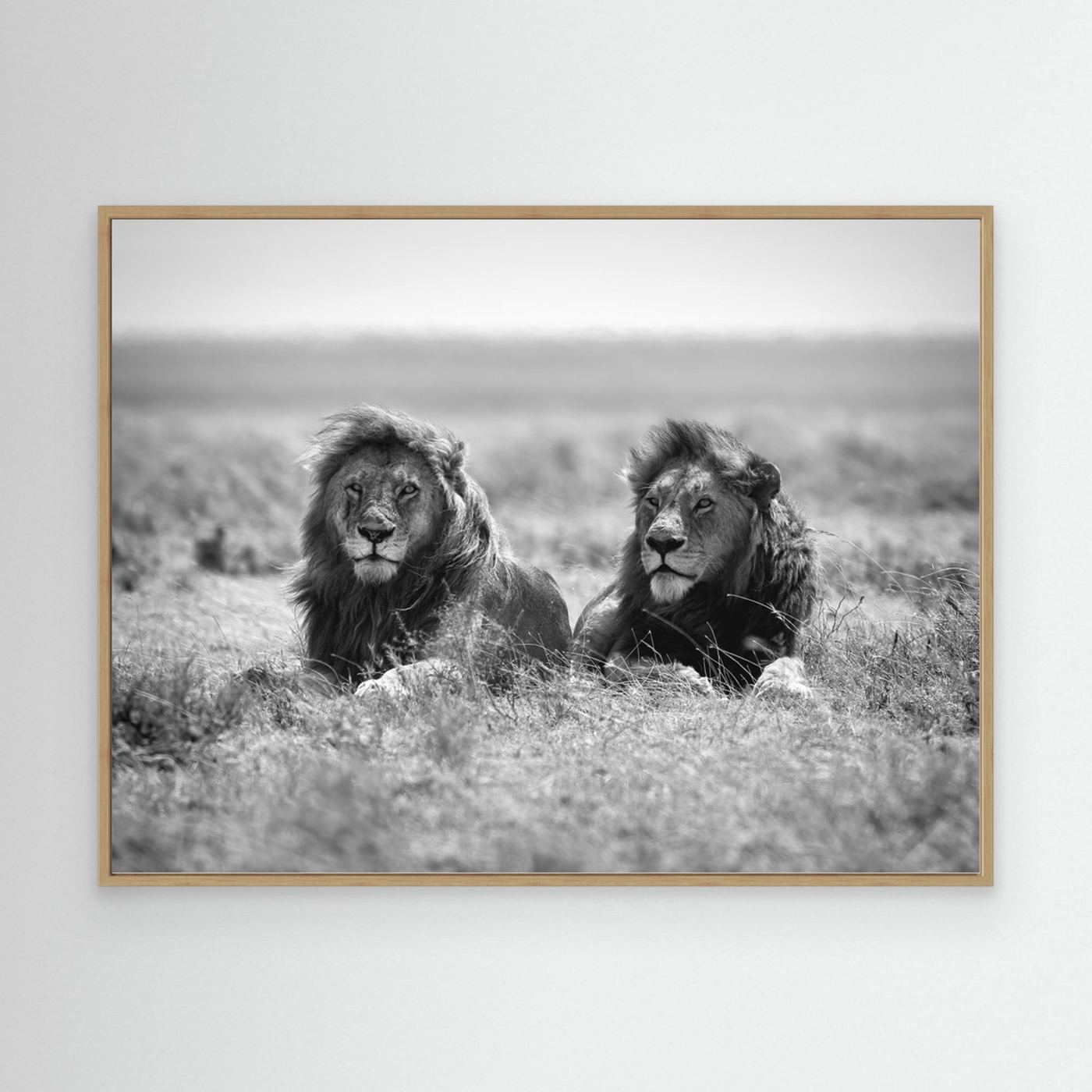 Two kings by Nicolás Merino
